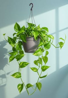 Plants