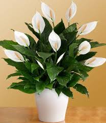 Peace Lily Plant